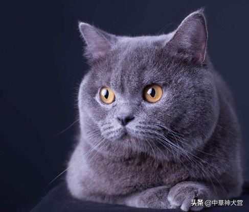 第一次买猫有没有什么推荐的品种呢？