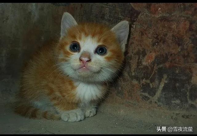 异国短毛猫 广西论坛:猫咪之中，哪些猫寿命最短？