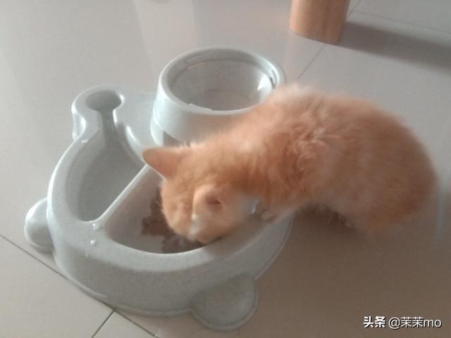 猫图片大全:养田园猫，你愿意花钱吗？