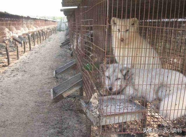 养狐狸:养狐狸犯法吗 有关人工养殖的狐狸、水貂，疫情过后会全部被取缔吗？