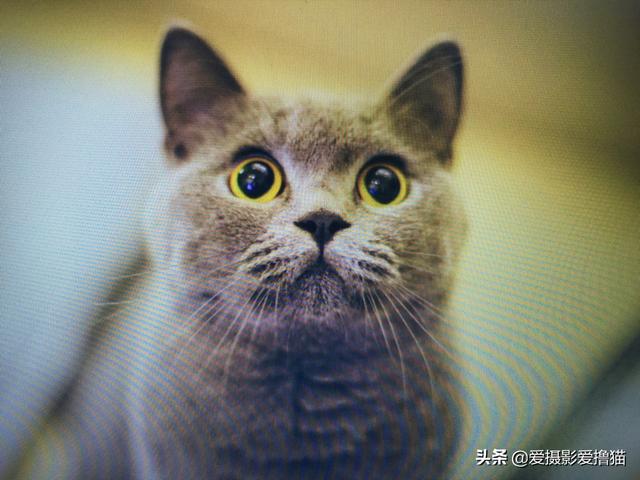 马恩岛猫吃什么:猫厌食怎么办？可以吃什么营养品？