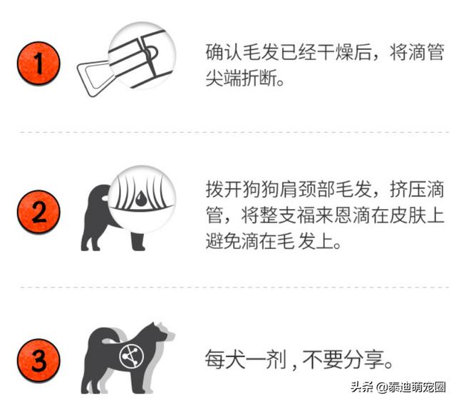 泰迪白色长虱子图片:泰迪身上跳虱买什么药除？