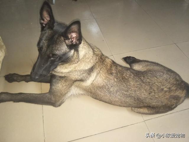 比利时马犬和德牧:为什么说马犬要比德牧好呢？