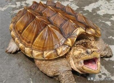 鳄龟怎么养长得快，大鳄龟的饲养方法是怎样的