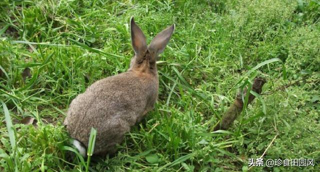 兔子怎样管理才能长得又大又肥？