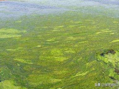 最大的淡水观赏鱼图片:淡水观赏鱼图片大全 淡水鱼中的黑鱼最大能长到多少斤？