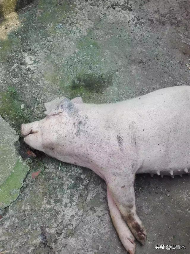 猪病网猪病大全:非洲猪瘟疫情后多久可以复养？