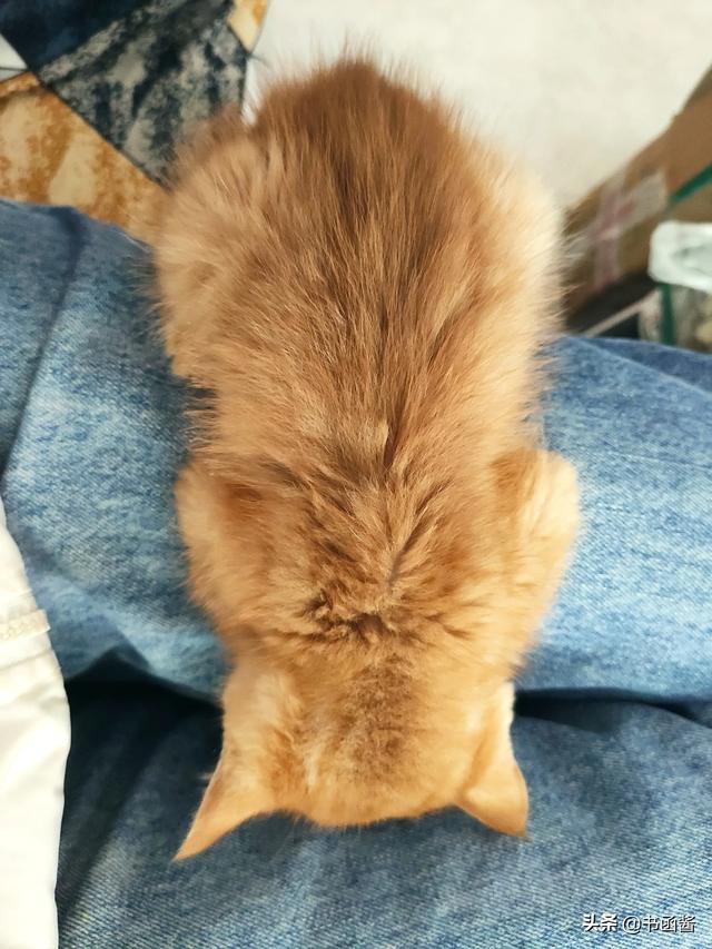 可爱小猫咪图片:你喜欢拍猫吗你拍的最可爱的猫是什么样的呢？