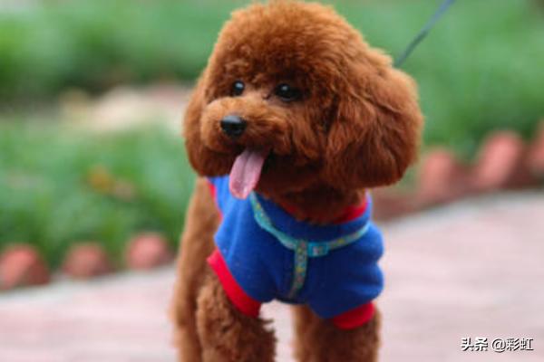 泰迪犬怎么养:泰迪犬怕不怕冷？怎么养？