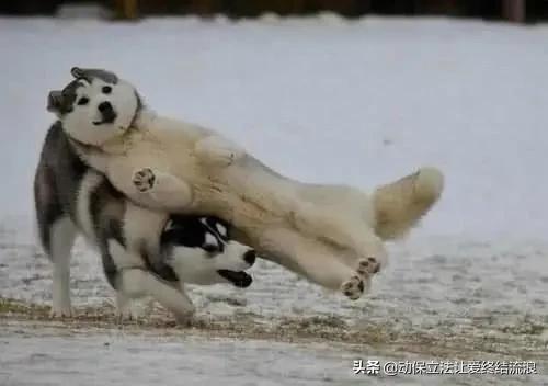 白熊犬和狼青打架视频:狼青，昆明犬，马犬还有德牧性格如何？