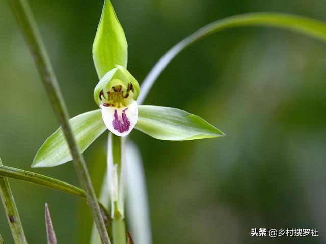 头条问答 浇花时 磷酸二氢钾1克需要兑多少水 47个回答
