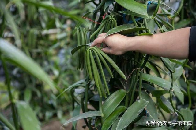 樱花兰花的种植方法:兰花怎么养，兰花的种植方法及栽培技巧？