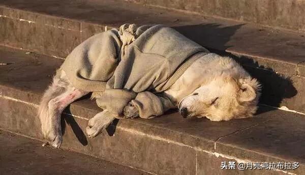 世界最悲伤的狗两次被弃险安乐死:宠物狗如果被抛弃，会有什么结果？