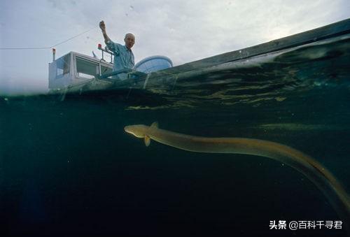 尼斯湖怪:尼斯湖水怪就竟是什么动物？