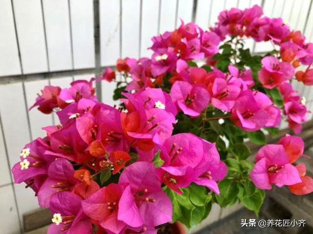 含笑花怎么养才会开花:含笑花叶子出现黑斑是什么原因？