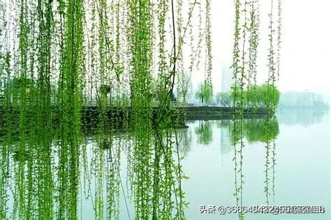 《咏柳》这首诗描写的是什么？春天里什么的样子？:咏柳是一首什么诗 第7张