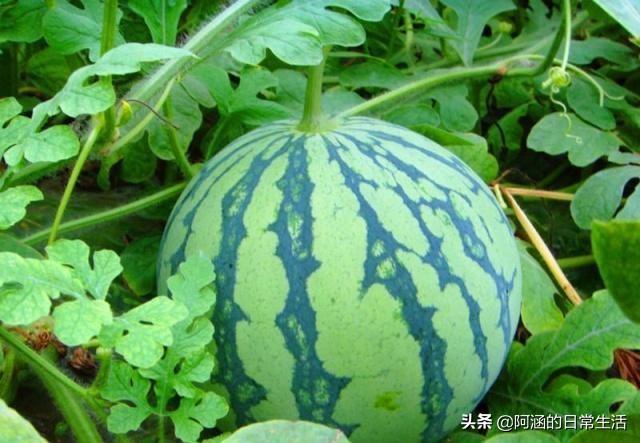 头条问答 - 晚熟西瓜怎么合理施加氮磷钾肥保证产量和品质?(6个回答)