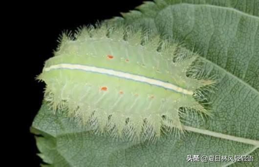 蜂鸟鹰蛾幼虫图片:您知道这是什么虫吗？偶然发现的？