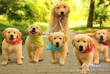 金毛犬有什么缺点？插图8