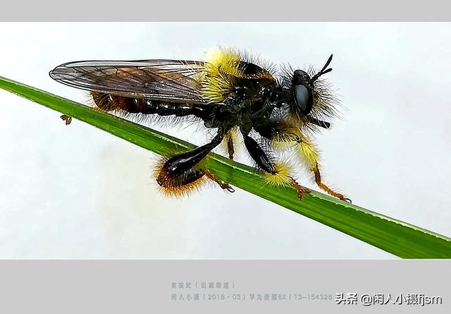 霸王是指谁,昆虫里的“霸王”是谁？为什么？