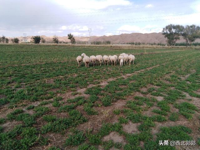 紫花苜蓿草营养:紫花苜蓿草籽多少钱一斤 100只羊需要种多少亩紫花苜蓿？