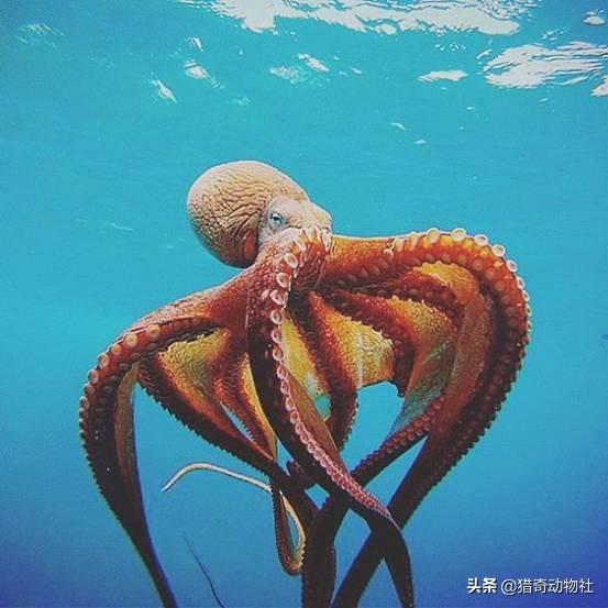 章鱼拆贝壳当房门:章鱼，乌贼，鱿鱼，八爪鱼，有啥不一样？