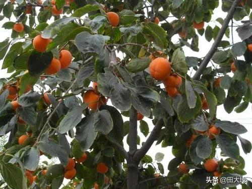 树上摘下来的柿子用什么方法才熟