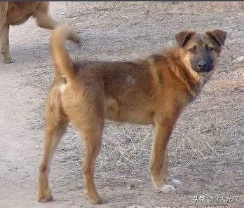 土狗价格:养殖土狗“笨狗”能赚钱吗？