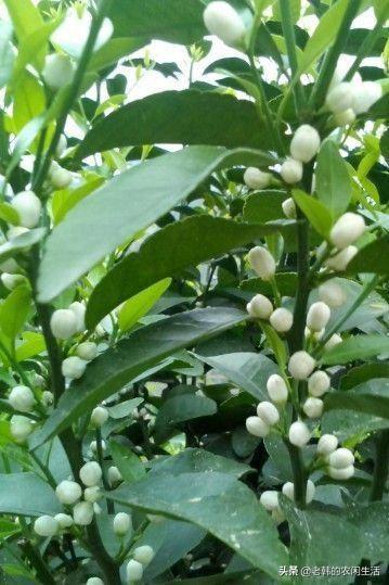 头条问答 - 皇帝柑开花比较晚是什么原因?(8个回答)