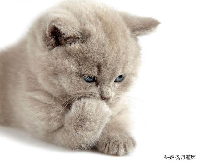 猫窝:猫窝图片 用泡沫箱做个小窝，适合小猫用吗？为什么？