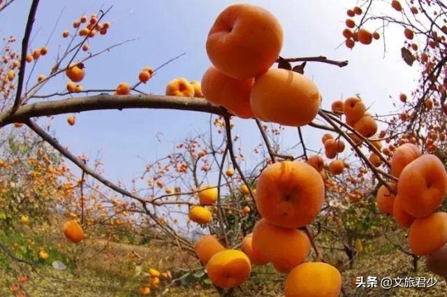 头条问答 小柿子小茄子几个月长出来 文旅君少的回答 0赞