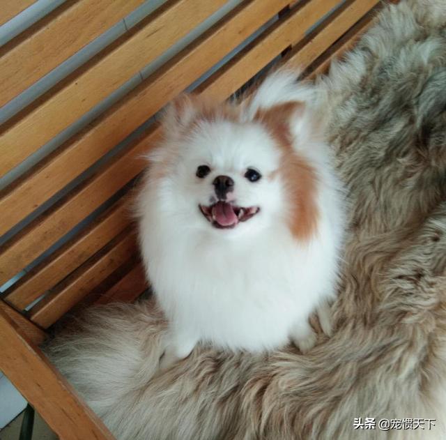 博美狗图片:如何挑选一只健康的博美犬？