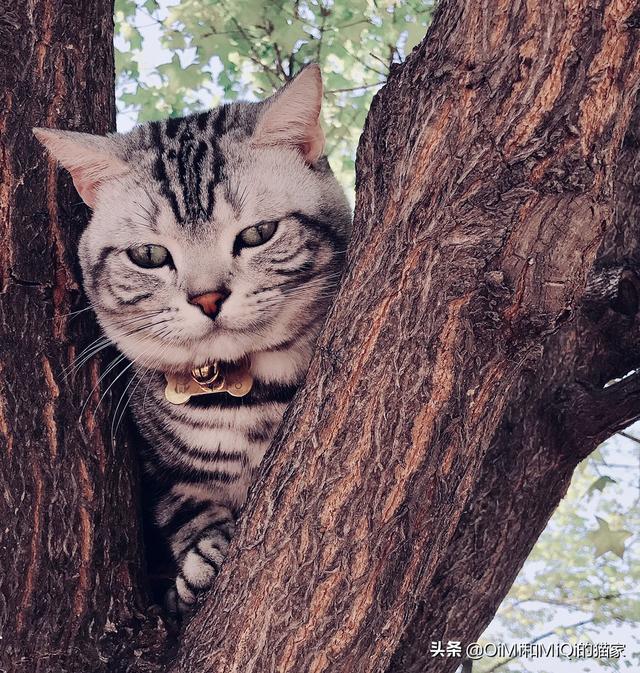 英短什么叫开脸:英短蓝白好看还是蓝猫好看？