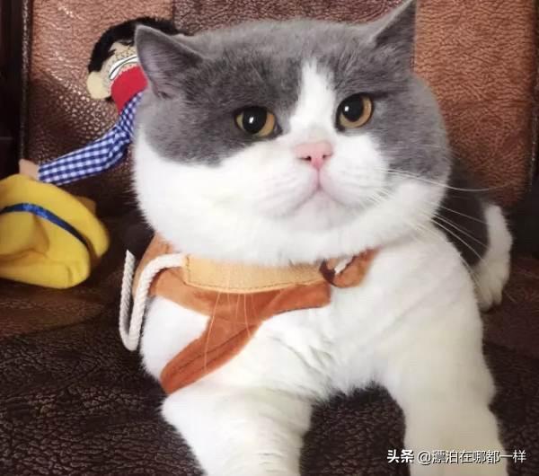 加菲猫和美短哪个好养:美短和英短哪种比较好养不易生病？ 加菲猫和美短哪个贵