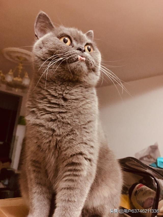 有没有人养着英短蓝猫的你们家猫性格好不好啊