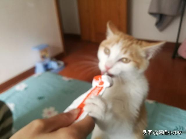 为什么猫老望着窗外发呆，猫咪一直盯着窗外看，是想出去玩么