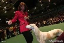 名犬杂志品牌及商品:能否把你见识过的名犬发出来吗？