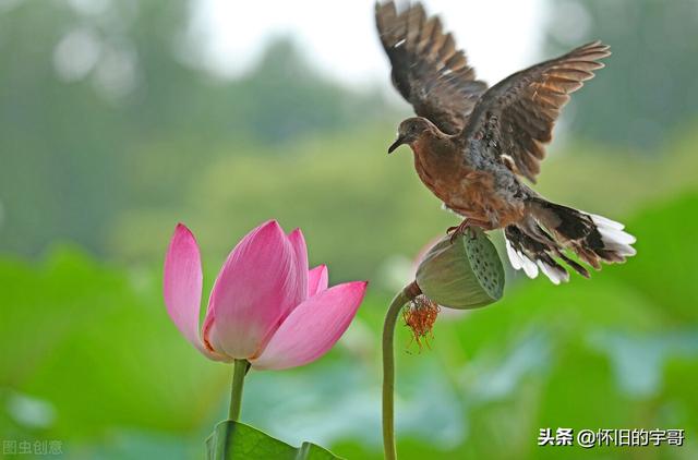 斑鸠叫声中华媒鸟论坛:农村斑鸡很常见，近日为何不见踪影？