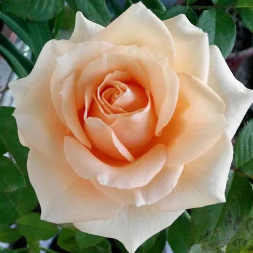 最香的几款月季品种是什么？插图66