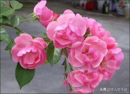 vents月季花品种介绍及图片:都来比比晒晒5.1节拍的月季花，看看谁拍的最养眼？怎么样？