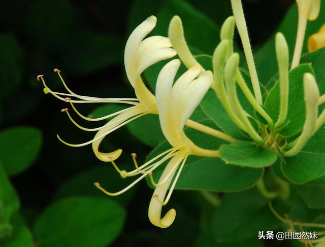 今年喜马拉雅山帝王花图片:珠穆朗玛峰的顶端有何特别之处，为什么有人非要爬上去看看？