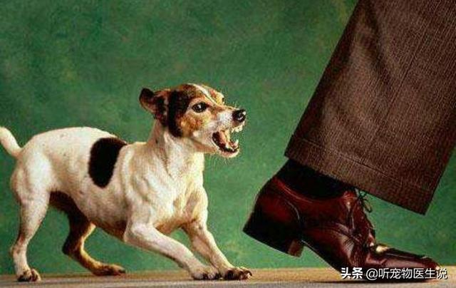 临沂藏獒展笼:假设走在街上，有一只中大型犬朝你扑过来，你要如何自救？ 临沂藏獒引起的血案怎么判的