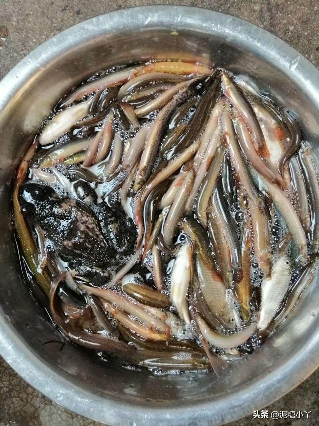 农村老人说,有一种癞蛤蟆特别好吃,只有南风天才有,有人吃过吗?