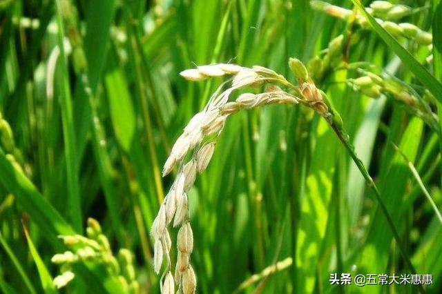种植水稻怎么补硅，水稻穗枯死怎么回事用什么药防治有哪些预防措施