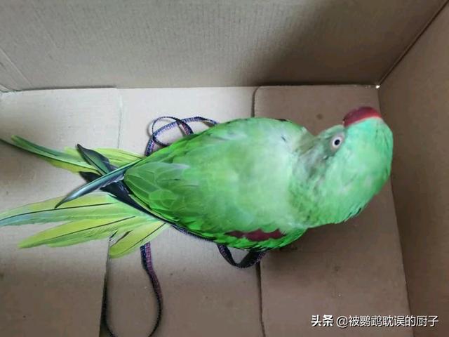 亚历山大鹦鹉让买吗:亚历山大鹦鹉是不是很吵？能达到什么程度？