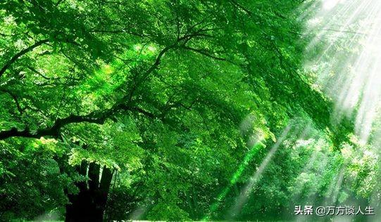 杨万里是哪个朝代的诗人:杨万里小诗《夏夜追凉》，真是心静自然凉吗？