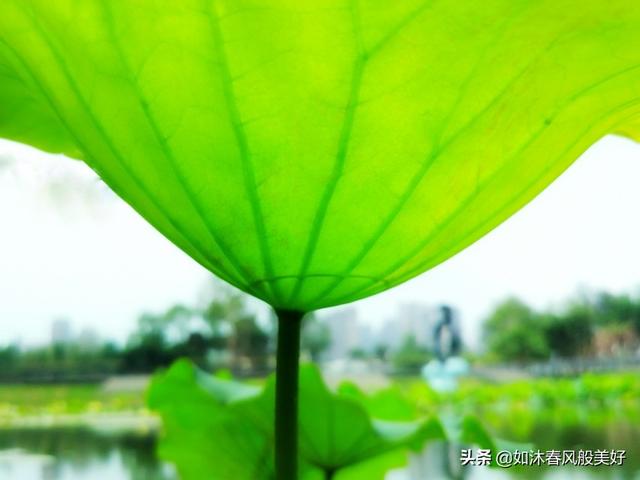 何花:何花为什么就是火不起来？