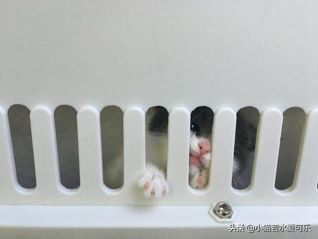 小花猫喵喵叫:小花猫喵喵叫是什么歌 小猫咪到新家一直叫该怎么处理？