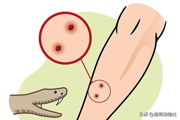 蕲蛇图片:宠物狗大战7斤重五步蛇，不料被咬身亡，人遇到五步蛇怎么办？