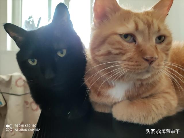 伯纳天纯和发育宝猫粮哪个好:有哪些好的合适的猫粮品牌，安全和性价比都比较优秀的？